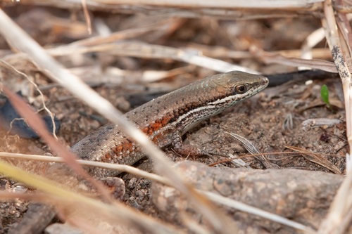 Shaded-litter Rainbow Skink
