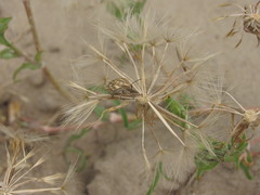 Tragopogon ucrainicus