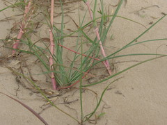 Tragopogon ucrainicus