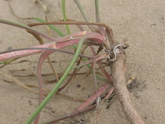 Tragopogon ucrainicus