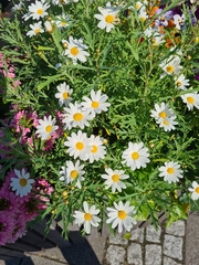 Argyranthemum frutescens