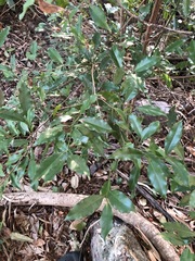 Cryptocarya bidwillii