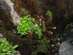 Micranthes stellaris robusta