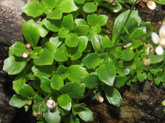 Micranthes stellaris robusta