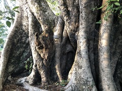Ficus virens virens