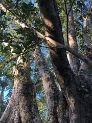 Ficus virens virens