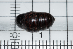 Phragmatobia parvula