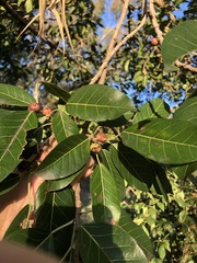 Ficus virens virens