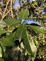 Ficus virens virens