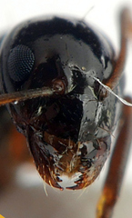 Prolasius