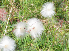 Eriophorum scheuchzeri