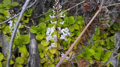 Plectranthus ciliatus