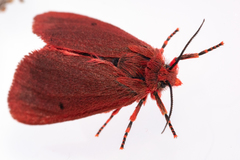 Phragmatobia parvula