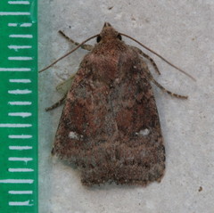 Pseudorthodes vecors