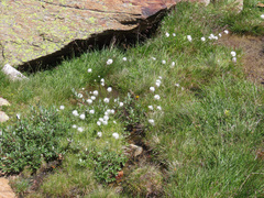 Eriophorum scheuchzeri