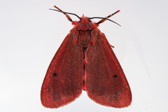 Phragmatobia parvula