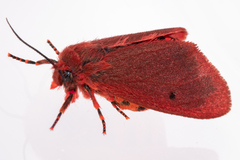 Phragmatobia parvula
