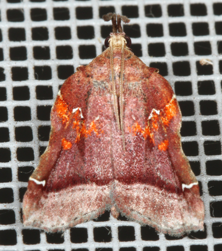 Trumpet Vine Moth photo 3