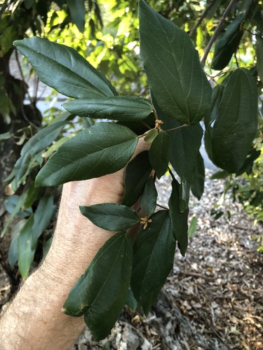 Mallotus philippensis iNat (1)