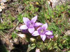 Gentianella germanica