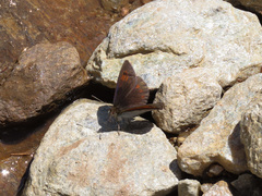 Erebia tyndarus
