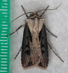 Agrotis volubilis
