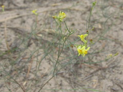 Linaria odora