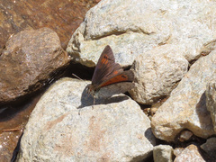 Erebia tyndarus
