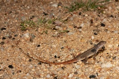 Diporiphora carpentariensis