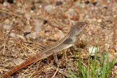 Diporiphora carpentariensis