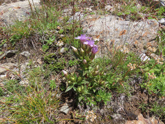 Gentianella germanica