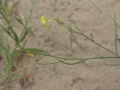 Linaria odora