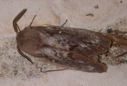 Dendrolimus pini pini
