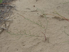 Linaria odora
