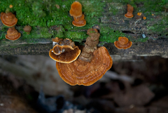 Hymenochaete iodina