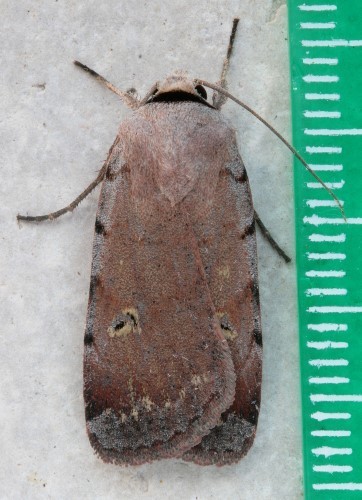 Forbes' Dart