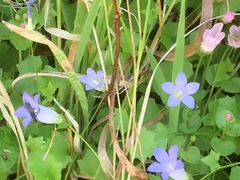 Hesperocodon hederaceus