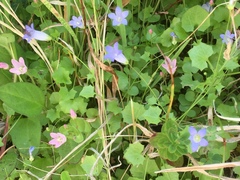 Hesperocodon hederaceus