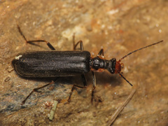 Podabrus alpinus