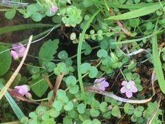 Lysimachia tenella