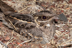 Caprimulgus asiaticus