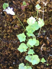 Hesperocodon hederaceus