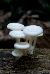 Lentinus concavus