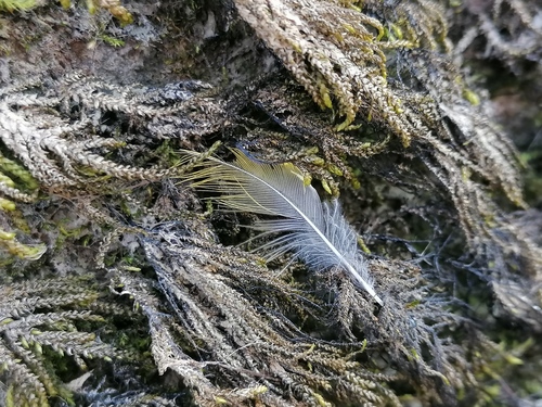 Plume de Bergeronnette des ruisseaux