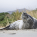 Leopard Seal - Photo (c) Oscar Thomas, some rights reserved (CC BY-NC-ND), uploaded by Oscar Thomas