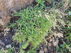 Capillipedium kwashotensis