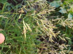 Capillipedium kwashotensis