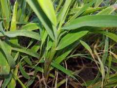 Capillipedium kwashotensis