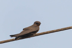 Ptyonoprogne concolor