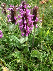 Betonica hirsuta